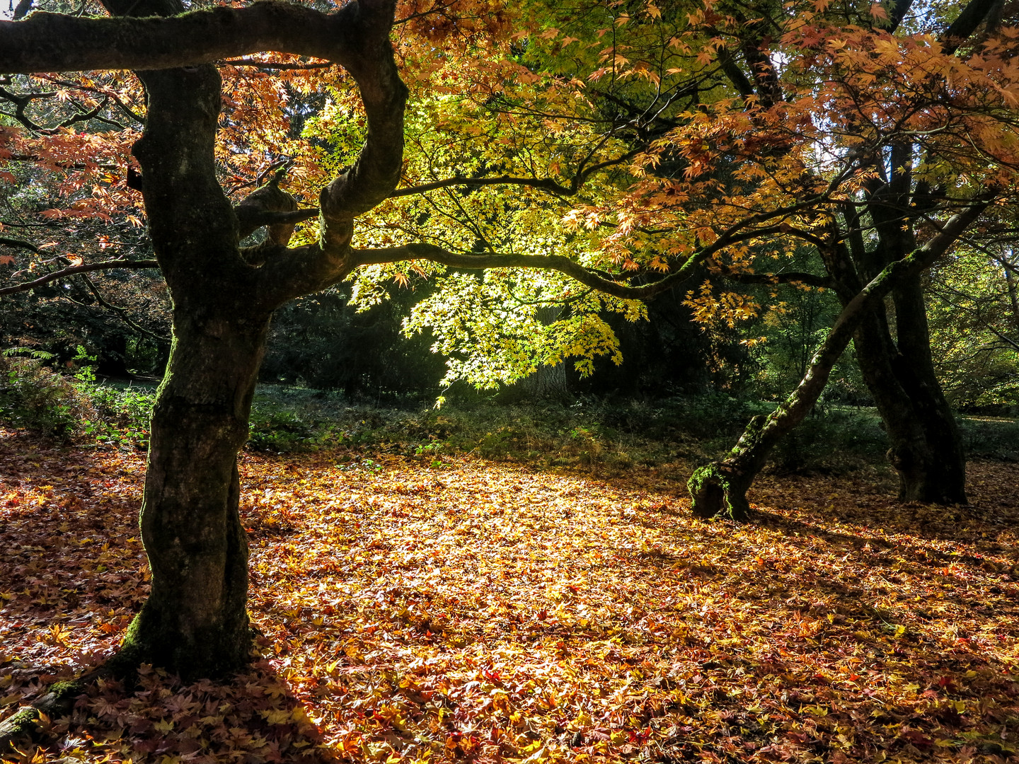 Herbst in Oxford 2