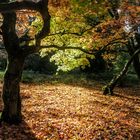 Herbst in Oxford 2