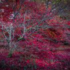 Herbst in Oxford