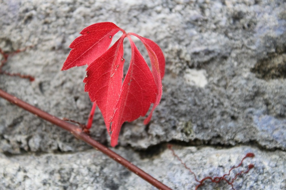 Herbst in Passau 1