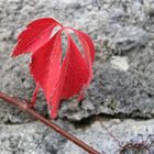 Herbst in Passau 1