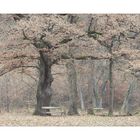 Herbst in pastell