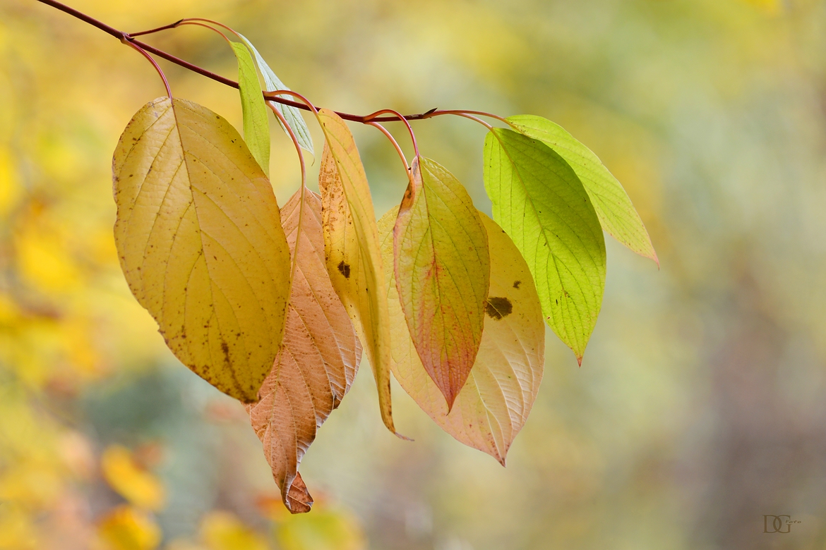 Herbst in Pastell