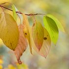 Herbst in Pastell