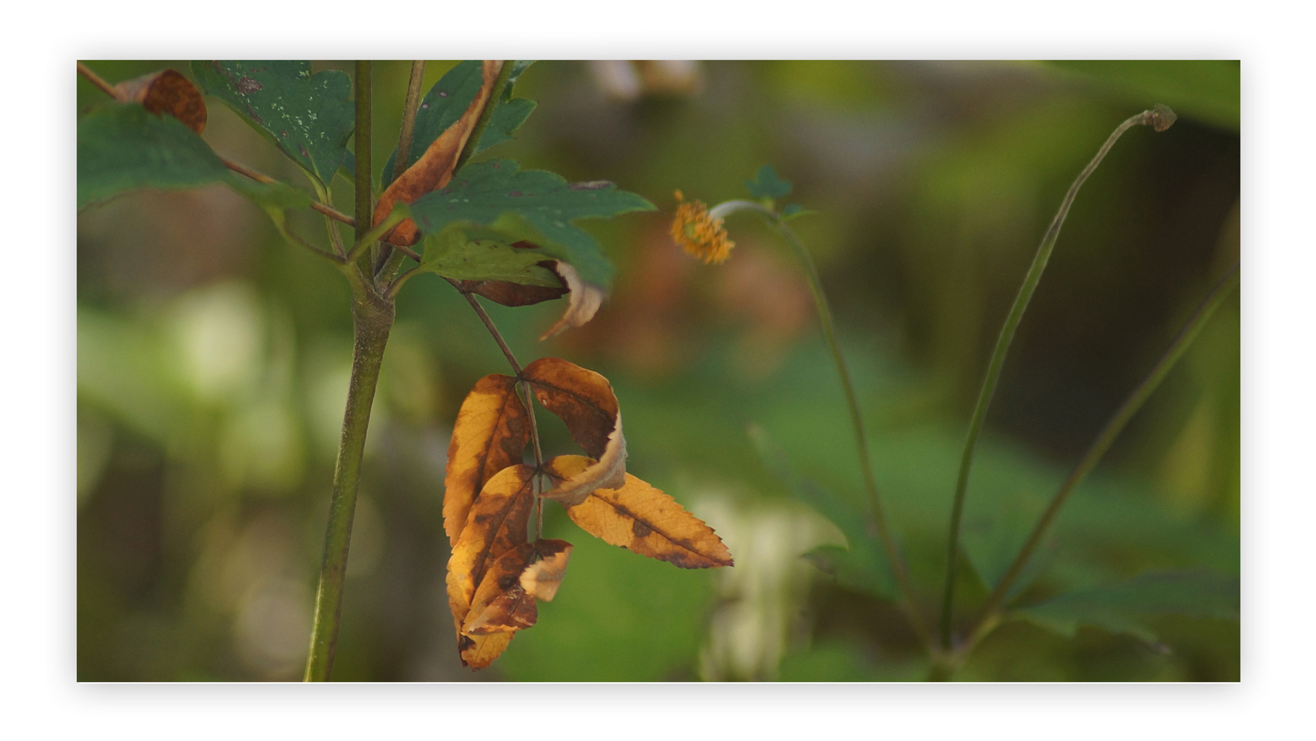 Herbst in Pastell