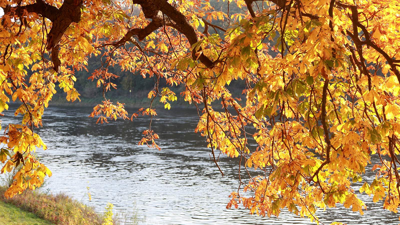 Herbst in Pillnitz #084