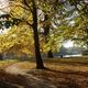 Herbst in Pillnitz