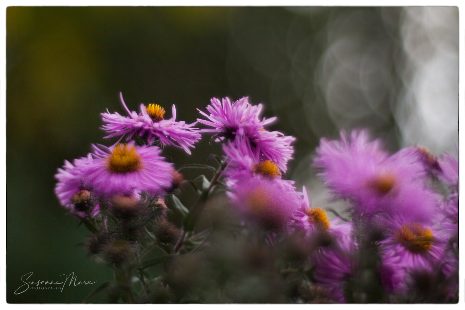 Herbst in Pink