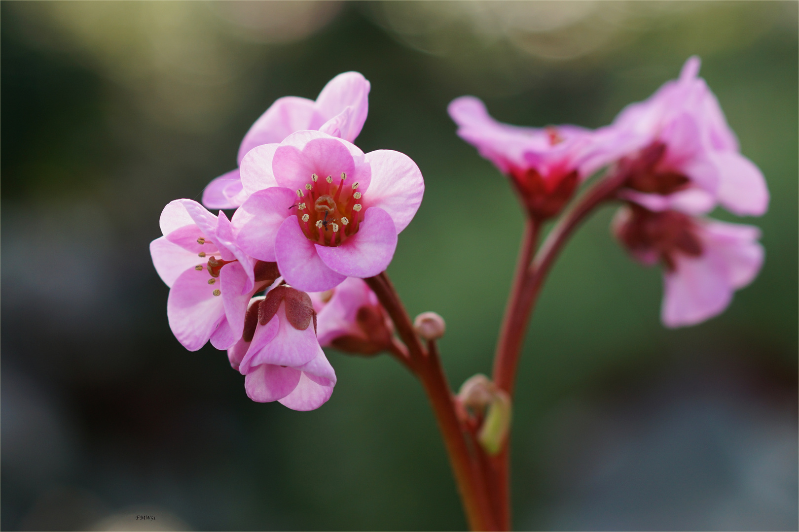 Herbst in Pink