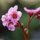 Herbst in Pink