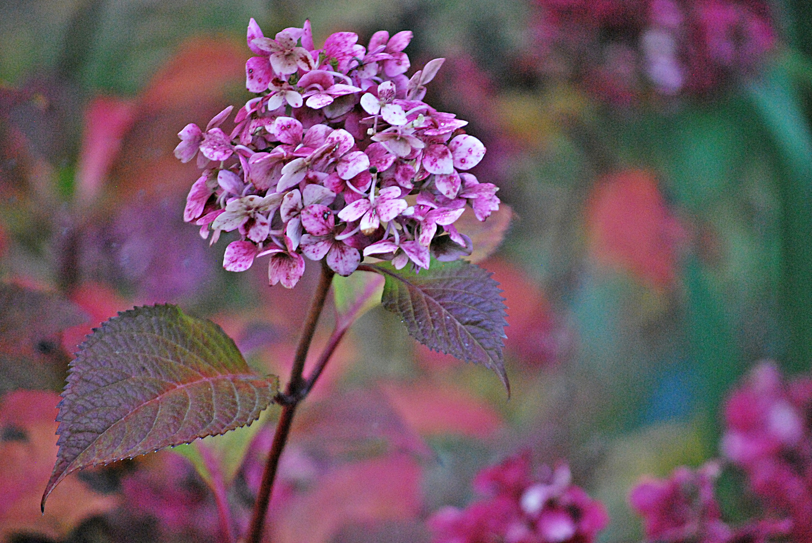 Herbst in pink...