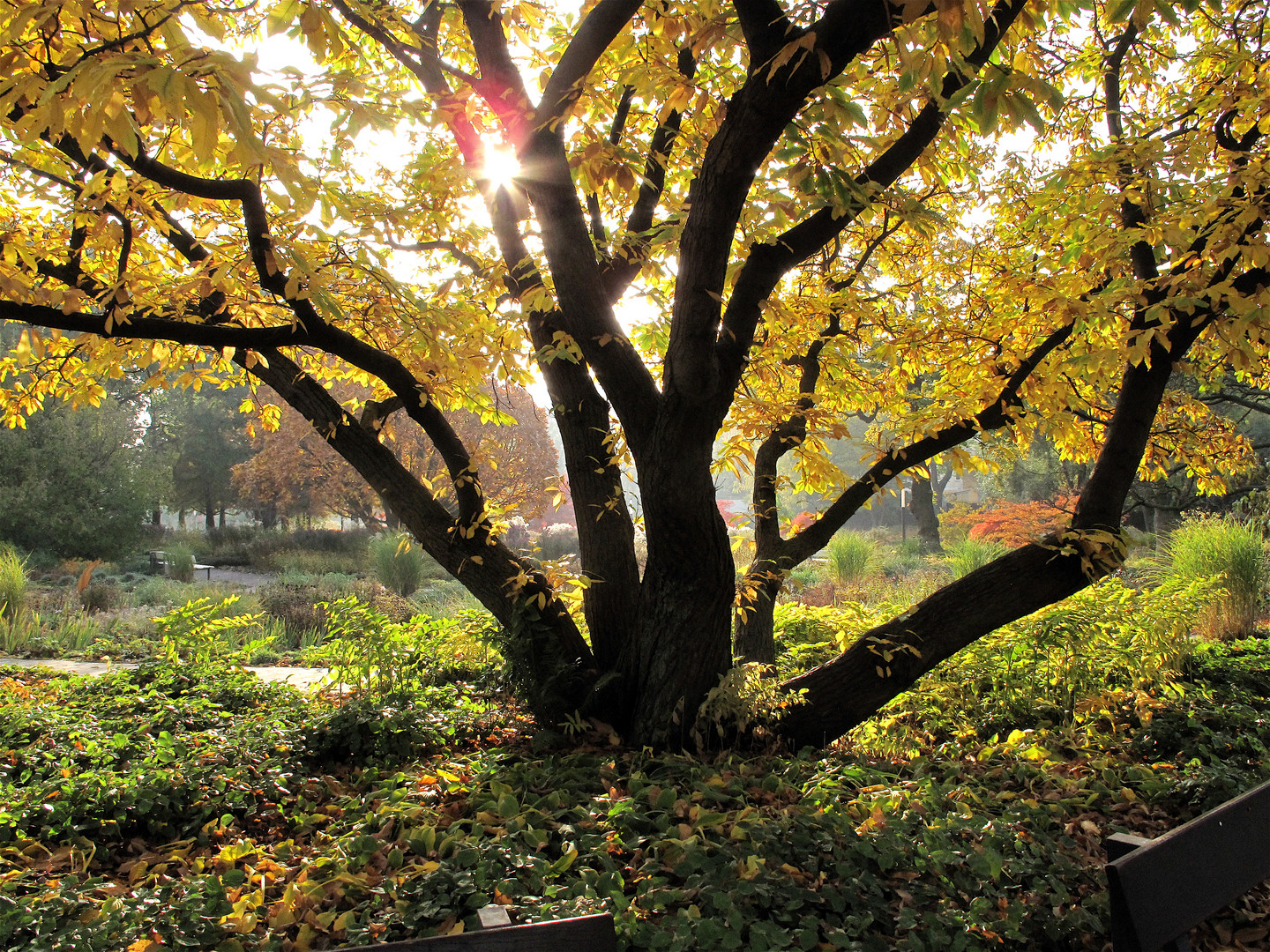 Herbst in Planten und Blomen II