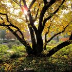 Herbst in Planten und Blomen II