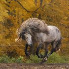 Herbst in Polen