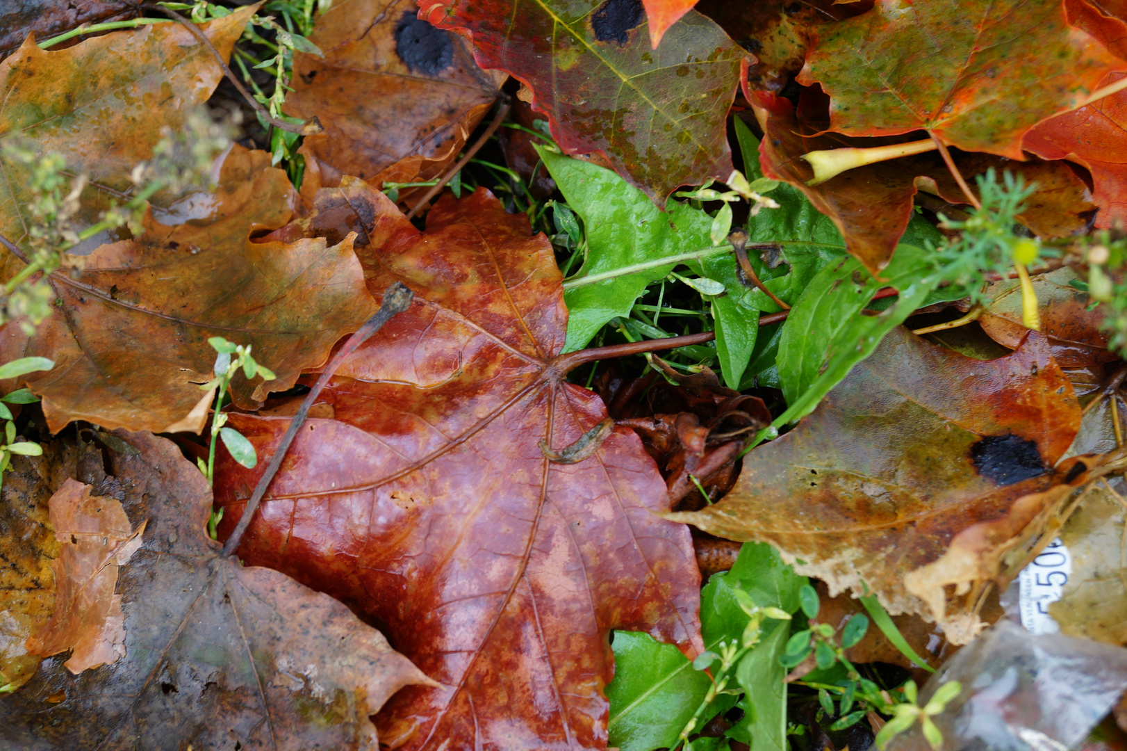 Herbst in Porvoo (FIN)