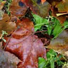 Herbst in Porvoo (FIN)