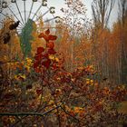 Herbst in Pripyat