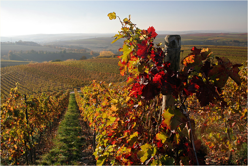 Herbst in Rheinhessen