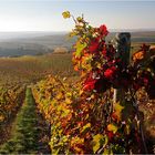 Herbst in Rheinhessen