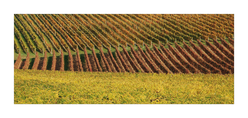 Herbst in Rheinhessen 6