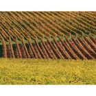 Herbst in Rheinhessen 6