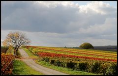 Herbst in Rheinhessen