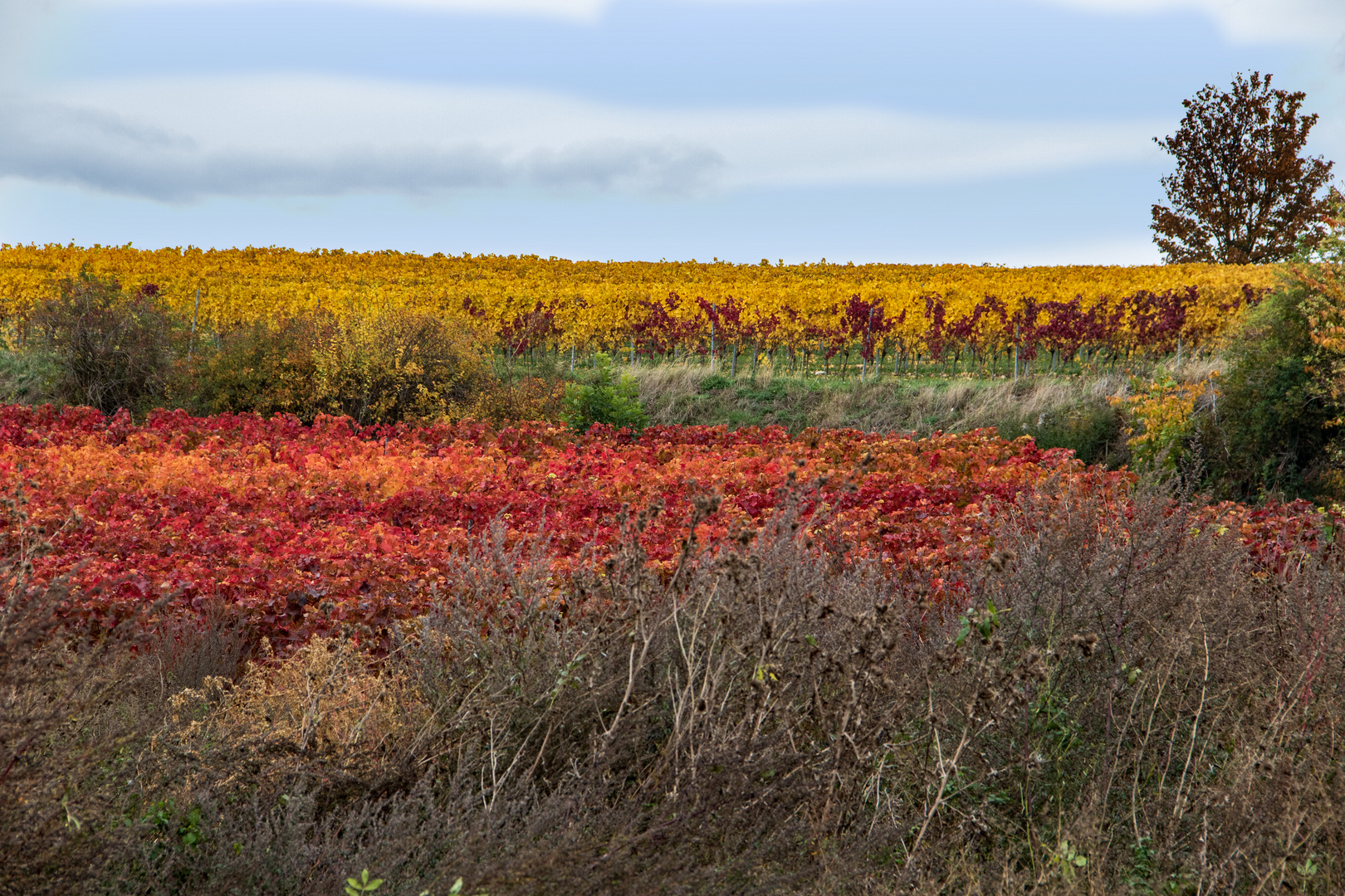 Herbst in Rheinhessen