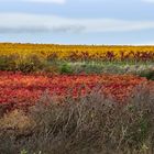 Herbst in Rheinhessen