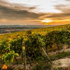 Herbst in Rheinhessen 96