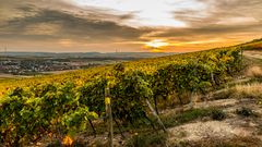 Herbst in Rheinhessen 96