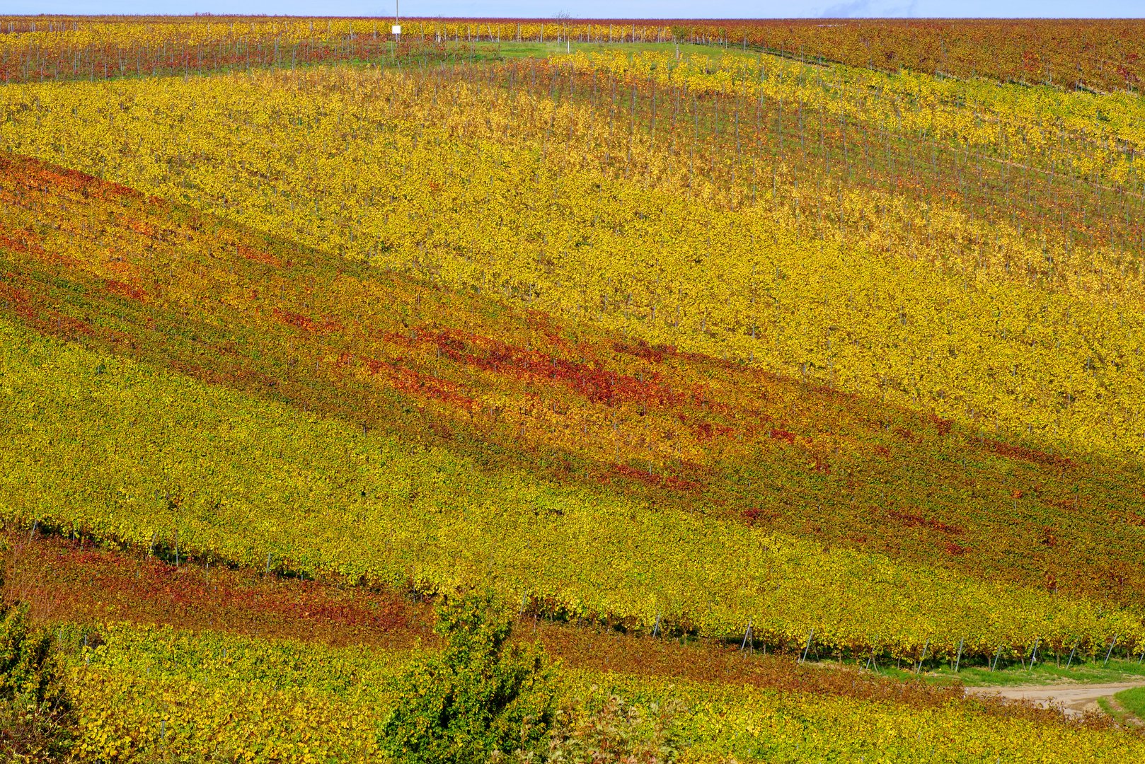 Herbst in Rheinhessen