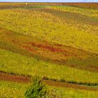 Herbst in Rheinhessen