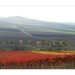 Herbst in Rheinhessen