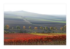 Herbst in Rheinhessen