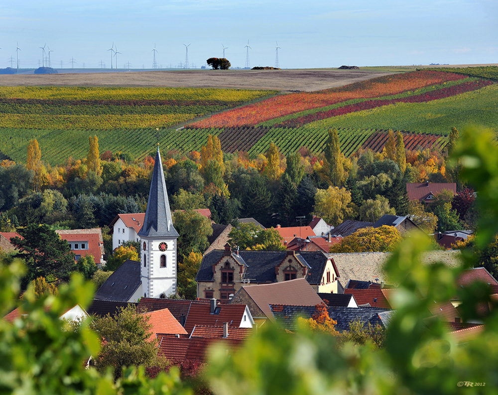 Herbst in Rheinhessen - I -