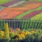 Herbst in Rheinhessen - II -