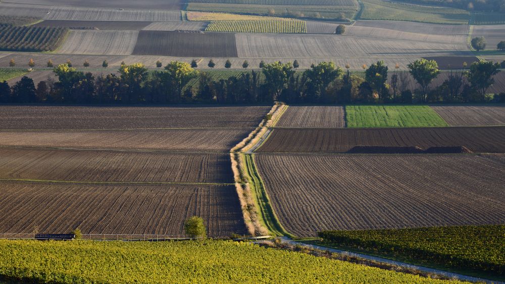 Herbst in Rheinhessen II