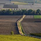 Herbst in Rheinhessen II