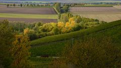 Herbst in Rheinhessen III