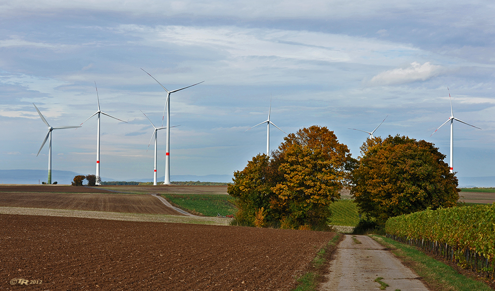 Herbst in Rheinhessen - III -