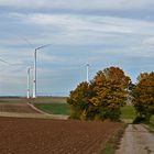 Herbst in Rheinhessen - III -