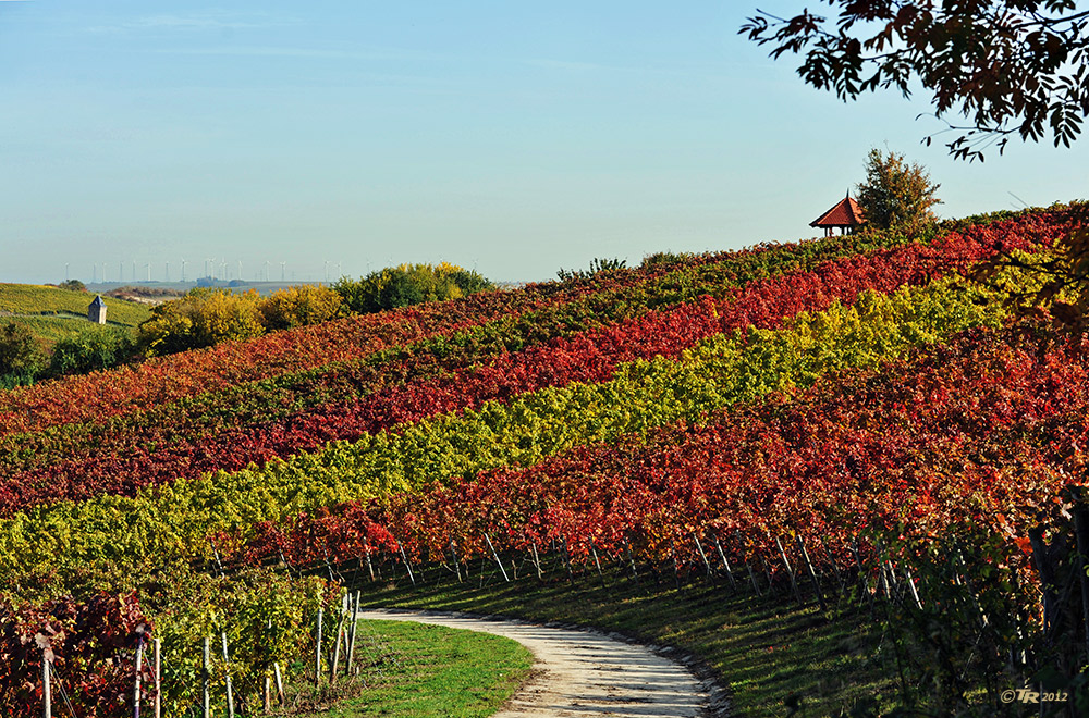 Herbst in Rheinhessen - IV -