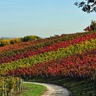 Herbst in Rheinhessen - IV -