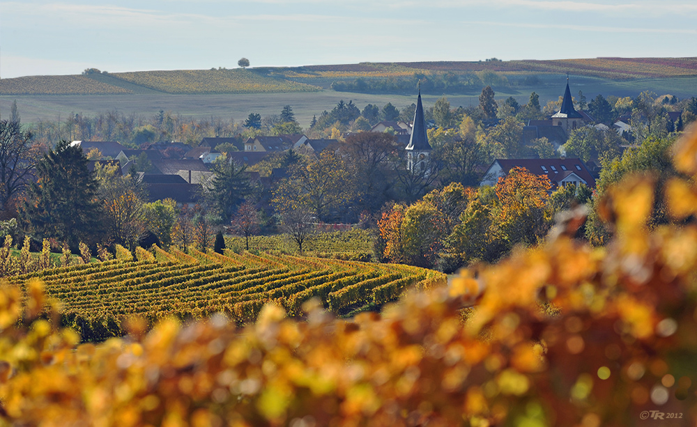 Herbst in Rheinhessen - VIII -