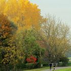 Herbst in Rheinnähe (3)