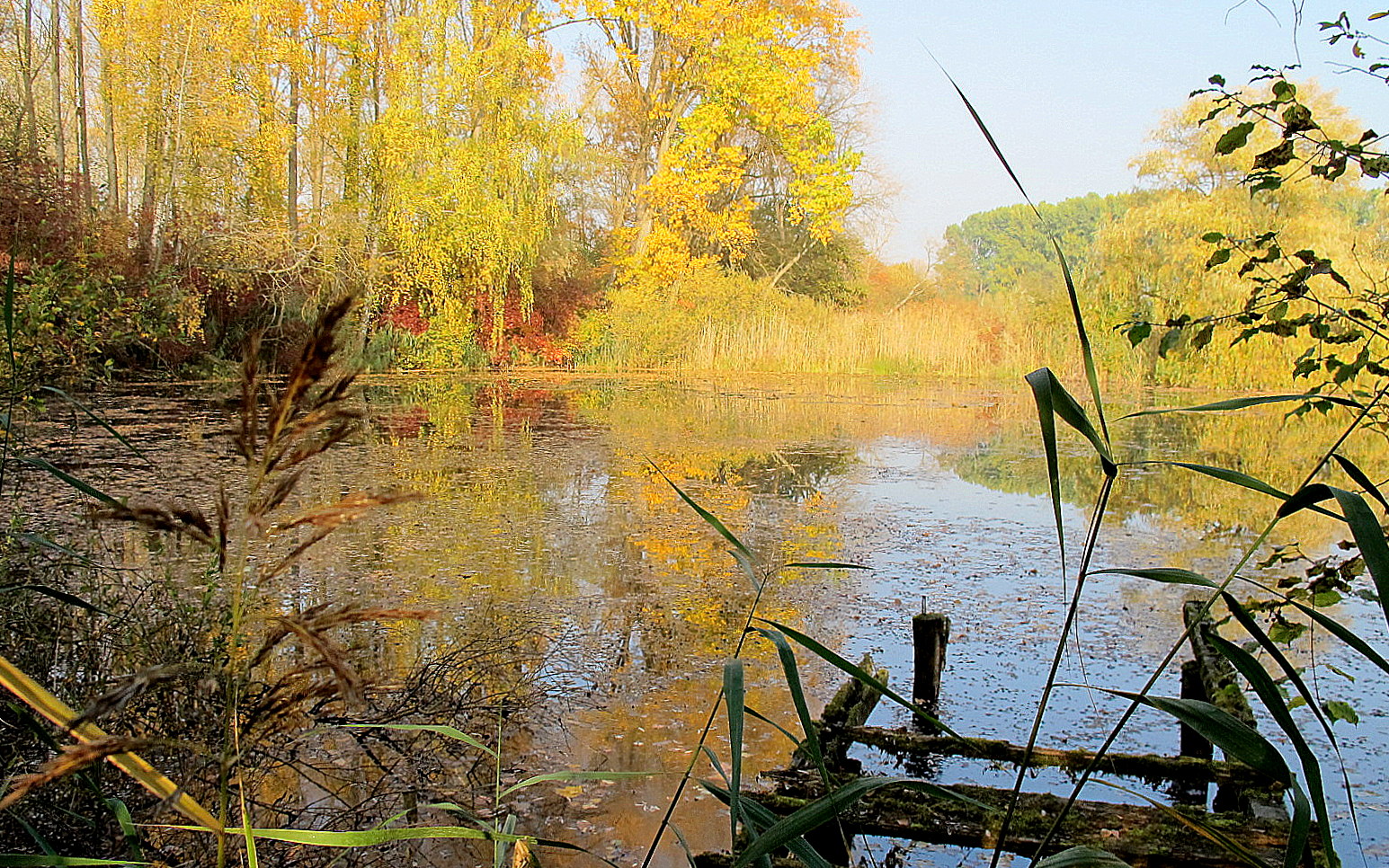 Herbst in Rheinnähe