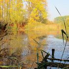 Herbst in Rheinnähe