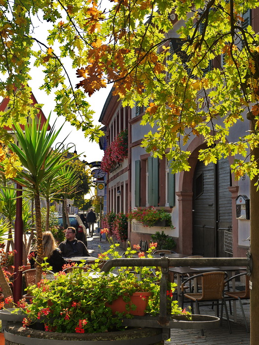 Herbst in Rhodt/Pfalz