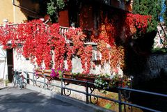 Herbst in Rot