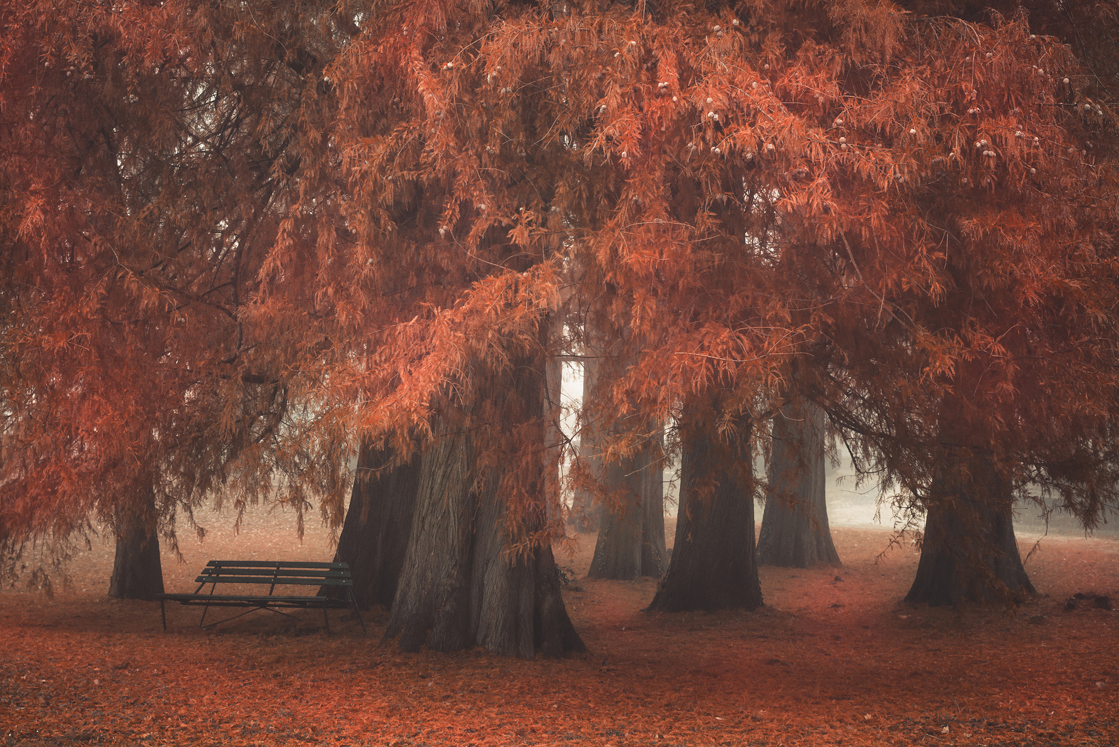 Herbst in Rot